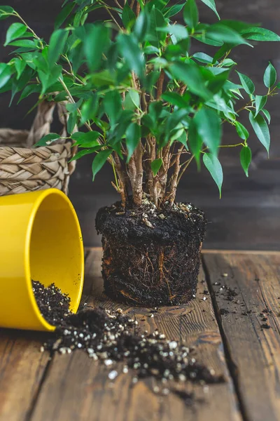 Home gardening relocating house plant, weeping fig, yellow pot. home plant care — Stock Image Home gardening relocating house plant, weeping fig, yellow pot. home plant care Royalty Free Stock Images