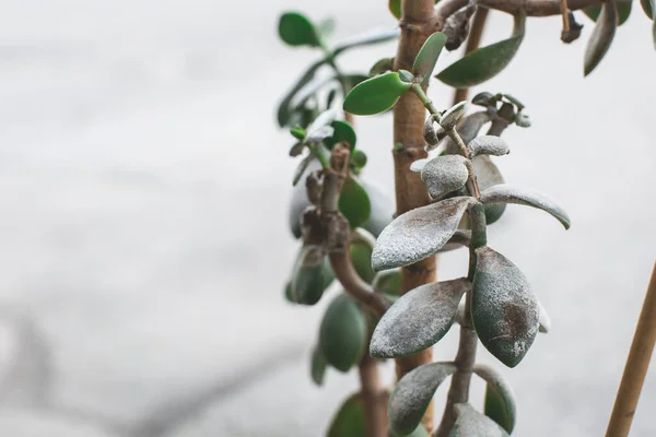 Hasta ev bitkisi Crassula ovata Jade Bitkisi ya da Para Fabrikası olarak da bilinir. bitki hastalığı