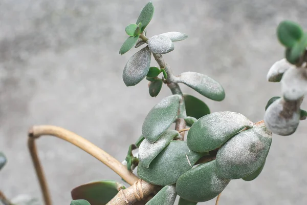 Hasta ev bitkisi Crassula ovata Jade Bitkisi ya da Para Fabrikası olarak da bilinir. bitki hastalığı