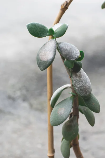 sick home plant succulent plant Crassula ovata known as Jade Plant or Money Plant. plant disease