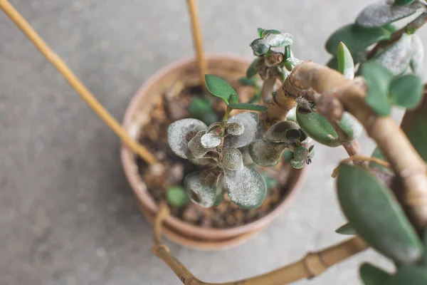 sick home plant succulent plant Crassula ovata known as Jade Plant or Money Plant. plant disease