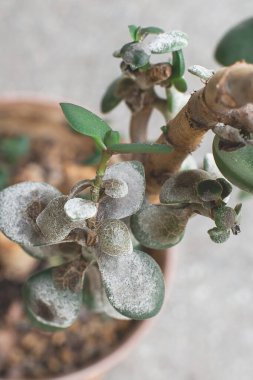 Hasta ev bitkisi Crassula ovata Jade Bitkisi ya da Para Fabrikası olarak da bilinir. bitki hastalığı