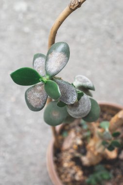 Hasta ev bitkisi Crassula ovata Jade Bitkisi ya da Para Fabrikası olarak da bilinir. bitki hastalığı