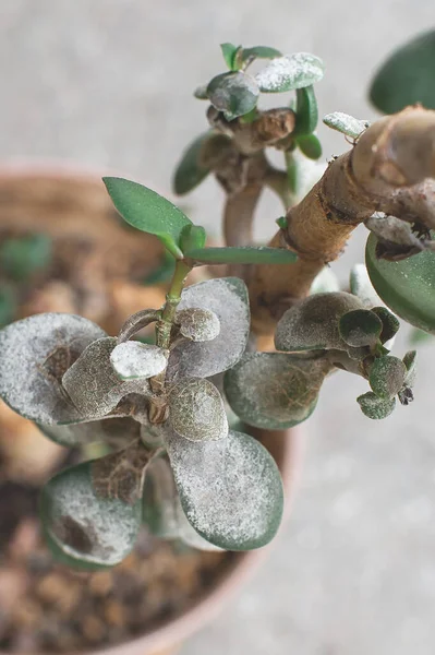Hasta ev bitkisi Crassula ovata Jade Bitkisi ya da Para Fabrikası olarak da bilinir. bitki hastalığı
