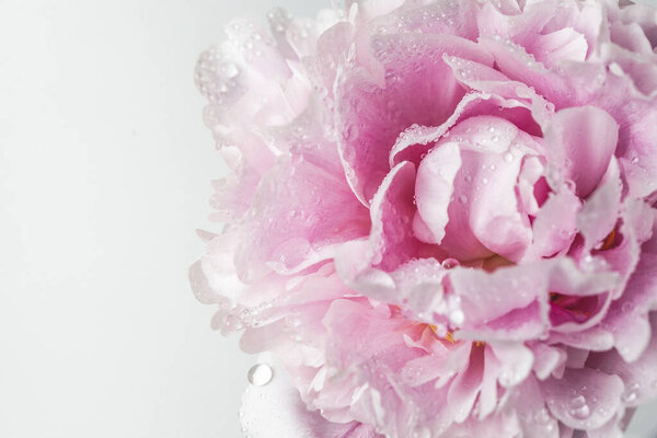 Big pink peony with water drops on petal. close up. High quality photo