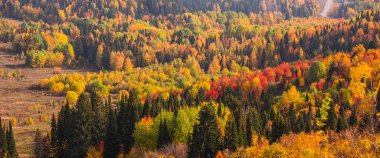 Sonbahar mevsiminde renkli orman ağaçlarının en üst görüntüsü. Pankart. Perma, Rusya