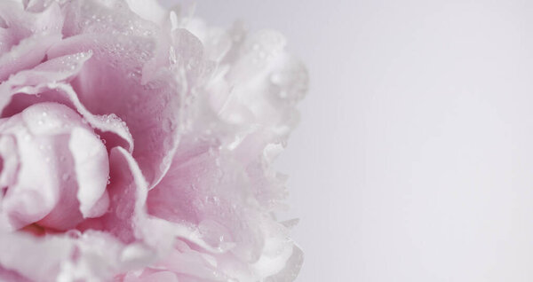 Big pink peony with water drops on petal. close up. High quality photo