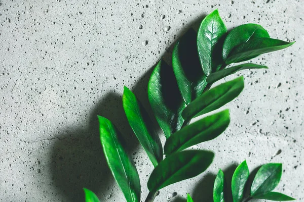 Zamioculcas Zamifolia Inomhusanläggning. Zanzibar Gem, ZZ Plant hem anläggning på grå betong bakgrund. Hemväxt med gröna blad. Begreppet hemträdgårdsskötsel. kopieringsutrymme — Stockfoto