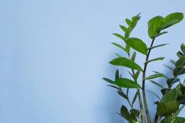 Zamioculcas Zamifolia Salon Bitkisi. Zanzibar Gem, ZZ Plant ev bitkisi mavi arka planda. Yeşil yapraklı ev bitkisi. Evde bahçıvanlık kavramı. Boşluğu kopyala