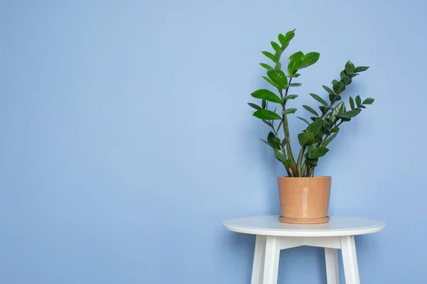 Kapalı Çiçek. Zanzibar Gem, ZZ Plant, Zamioculcas Zamifolia. Mavi bir arka planda çiçekli bir bitki. Boşluğu kopyala
