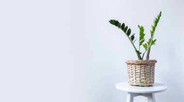 Kapalı Çiçek. Zanzibar Gem, ZZ Plant, Zamioculcas Zamifolia. Açık gri bir arka planda çiçekli bir bitki. Boşluğu kopyala