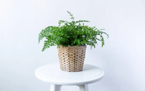 Kıvırcık yeşil eğrelti otu, aynı zamanda maço eğreltiotu ya da Nephrolepis exaltata olarak da bilinir. Bitkinin hava temizliği olduğu düşünülür. beyaz duvar arkaplanı
