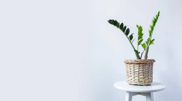 Indoor Plant. Zanzibar Gem, ZZ Plant, Zamioculcas Zamifolia. flowering plant on a light gray wall background. Copy space — Stock Image Indoor Plant. Zanzibar Gem, ZZ Plant, Zamioculcas Zamifolia. flowering plant on a light gray wall background. Copy space Royalty Free Stock Images