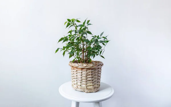 Indoor adult home plant - ficus benjamin in a wicker basket on a white wall background. Copy space — Stock Image Indoor adult home plant - ficus benjamin in a wicker basket on a white wall background. Copy space Stock Photo