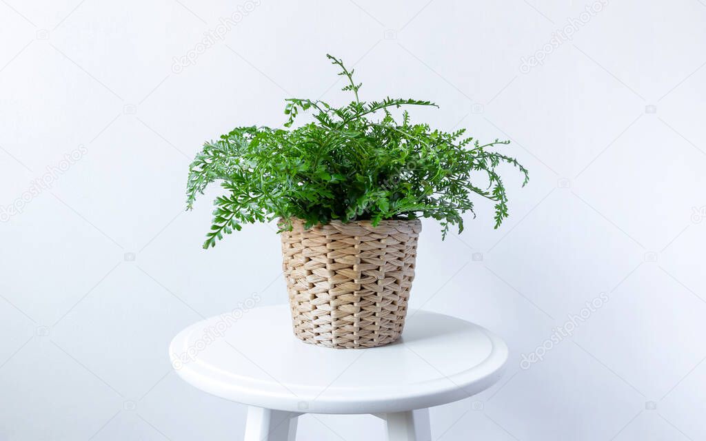 Curly green fern, also known as macho fern or Nephrolepis exaltata in a pot on white table. Plant is considered to be air purifying. white wall background