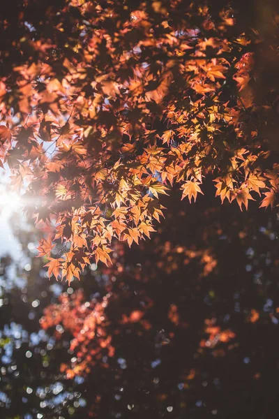 Red marple tree leaves in a sun. colorful nature autumn background — Stock Photo, Image