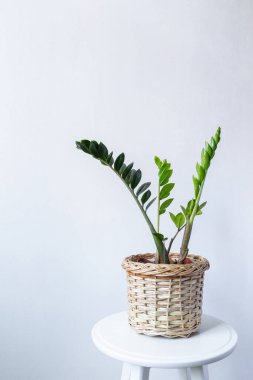 Kapalı Çiçek. Zanzibar Gem, ZZ Plant, Zamioculcas Zamifolia. Açık gri bir arka planda çiçekli bir bitki. Boşluğu kopyala