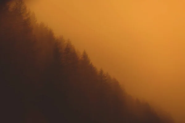 Orange Sunset Through the forest trees on mountains. copy space — Stock Photo, Image