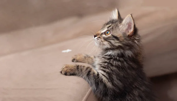 小さなかわいい茶色と灰色の子猫立って左と上を見て、肖像画 — ストック写真