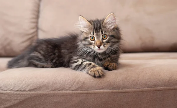 かわいい小さな美しい子猫はソファの上に横たわり、カメラのクローズアップ画像にまっすぐに見えます — ストック写真