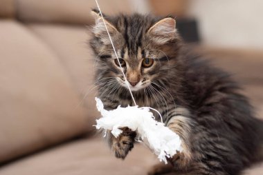 Küçük sevimli, kahverengi, gri, tüylü kedi yavrusu, kağıttan yapılmış beyaz ayak parmaklarıyla oynuyor.