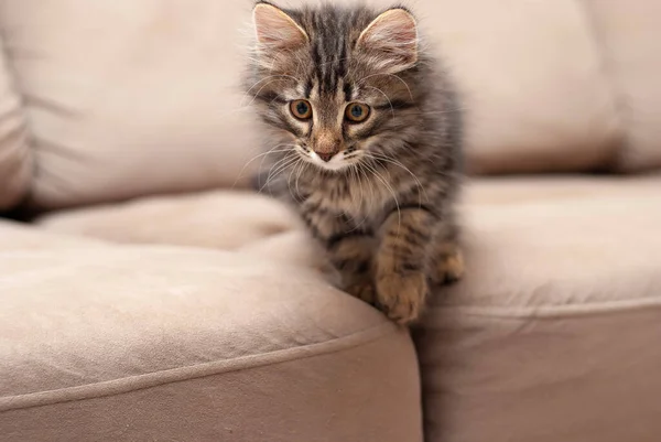 かわいい小さな美しい子猫はソファの上に横たわり、カメラのクローズアップ画像にまっすぐに見えます — ストック写真