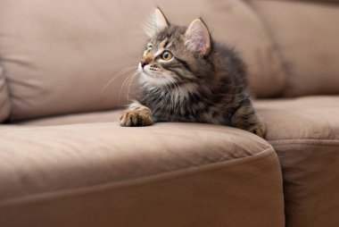 Sevimli küçük güzel kedi yavrusu kanepeye uzanır ve doğrudan kameraya bakar.