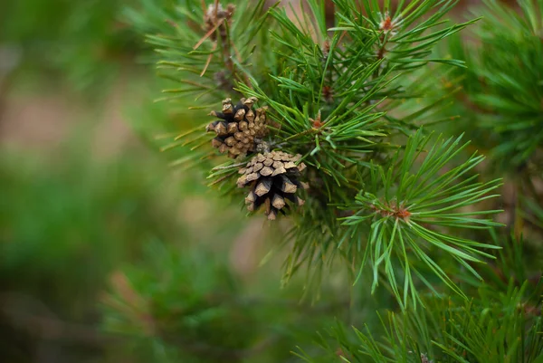 Two pine cones on the tree beautiful background nature picture — Stock Photo, Image