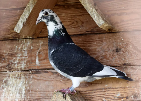Kafesteki bir rafta siyah beyaz bir güvercin oturuyor. Ayrıca şehir güvercinleri, sokak güvercinleri ya da gezgin güvercinler de denir. Vahşi ve evcil kuş