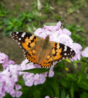 Açık kanatlı kahverengi renkli bayan kelebeğin (Vanessa Cardui veya Cynthia Cardui) pembe dianthus çiçeğiyle beslenen