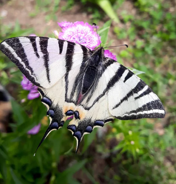 Siyah ve beyaz Kırlangıç Kelebeği (Papilio eurymedon) pembe dianthus çiçeğiyle beslenir