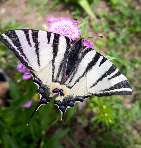 Чорно Біла Бліда Ластівка Метелик Папіліо Еврімедон Харчується Рожевою Квіточкою — стокове фото