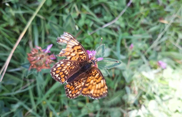 在草地上 长着五颜六色的橙色花纹翅膀的硕大的 长满了斑纹的芙丽花蝴蝶从野花中吸蜜 — 图库照片