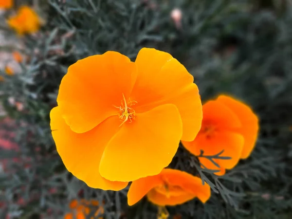 Bir Çiçeğin Escholzia Californica Gösterişli Fincan Şeklinde Turuncu Sarı Renkli — Stok fotoğraf