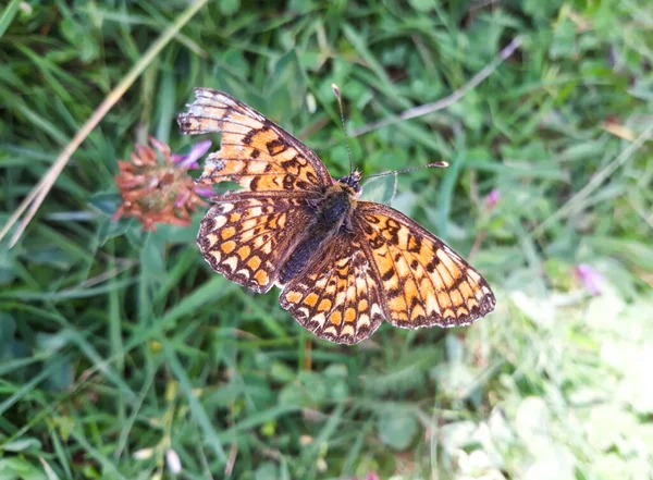 カラフルなオレンジ色のパターン化された翼を持つ偉大なスパンコールのフリル蝶は牧草地の野花から蜜を吸収します — ストック写真