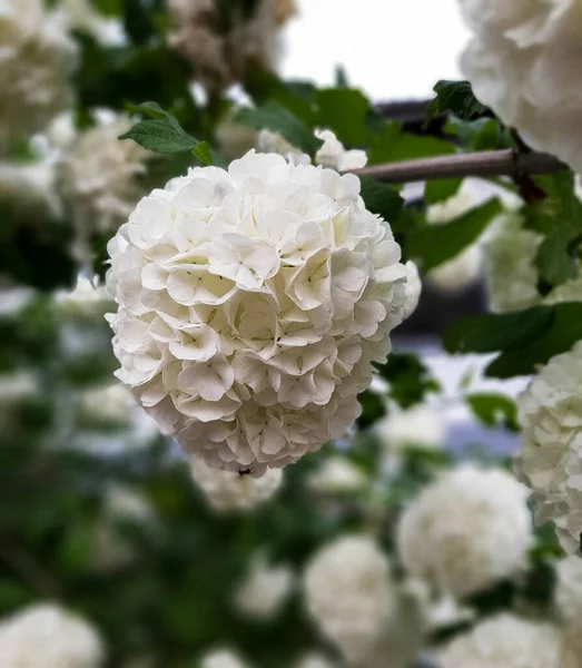 Giapponese Snowball Bush Cultivar Viburnum Plicatum Fiori Ortensia Mostrando Bellissimi — Foto Stock