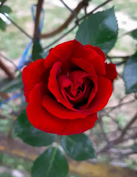 Bir kırmızı gül, Sevgililer Günü için çiçekler, bir hediye, 8 Mart 'ta bir buket kırmızı gül, bir kadın rüyası, botanik bahçesinde bahar çiçekleri