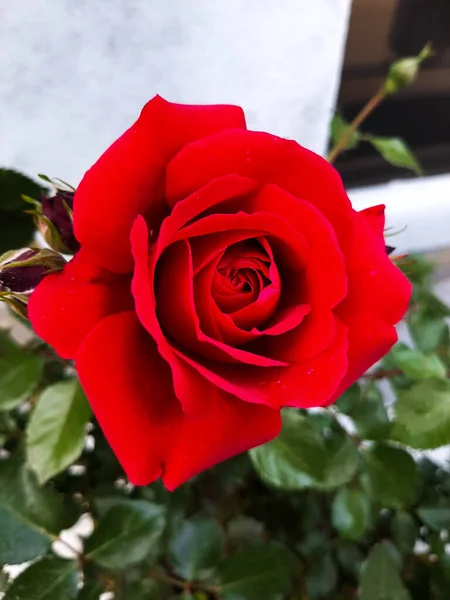 Eine Rote Rose Blumen Zum Valentinstag Ein Geschenk Ein Strauß — Stockfoto