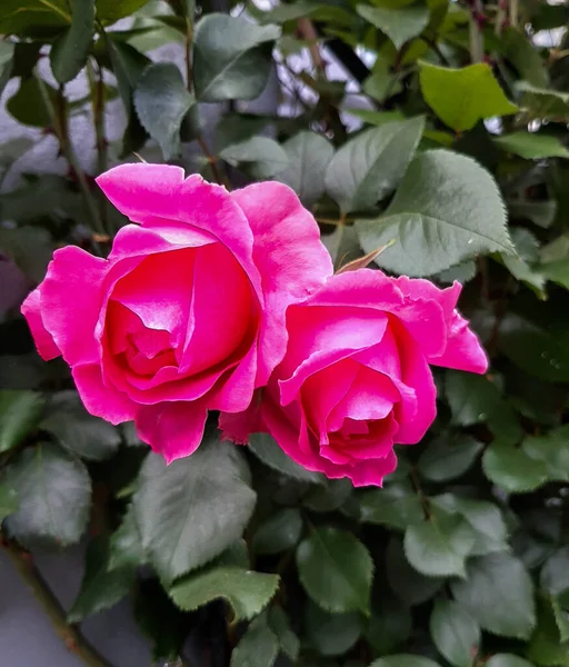 Rose Rosa Fiori San Valentino Regalo Mazzo Rose Rosse Marzo — Foto Stock