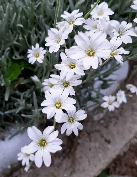 Zbliżenie Ujęcie Białego Ładnego Wielkiego Szwu Ziele Stellaria Holostea Kwiat — Zdjęcie stockowe
