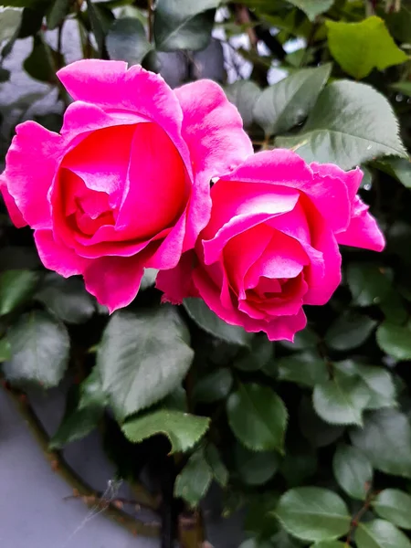 Rose Rosa Fiori San Valentino Regalo Mazzo Rose Rosse Marzo — Foto Stock