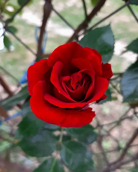 Una Rosa Rossa Fiori San Valentino Regalo Fiori Primaverili Nell — Foto Stock