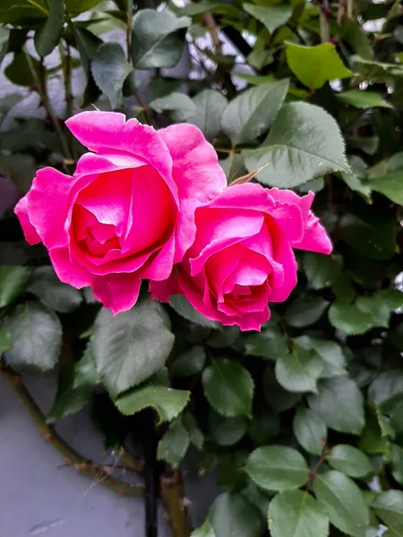 Rosa Ros Blommor Till Alla Hjärtans Dag Gåva Vårblommor Botaniska — Stockfoto