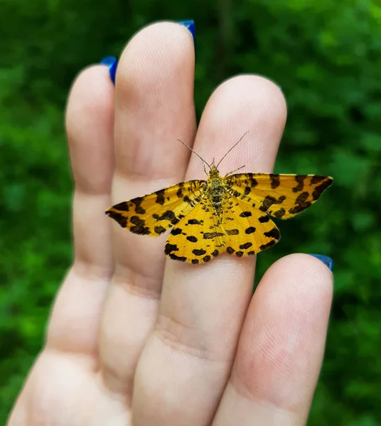 Offene Flügel Eines Braun Bemalten Schmetterlings Vanessa Cardui Oder Cynthia — Stockfoto