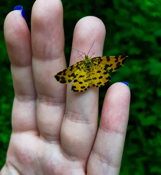 Ailes Ouvertes Une Dame Papillon Peint Brun Vanessa Cardui Cynthia — Photo