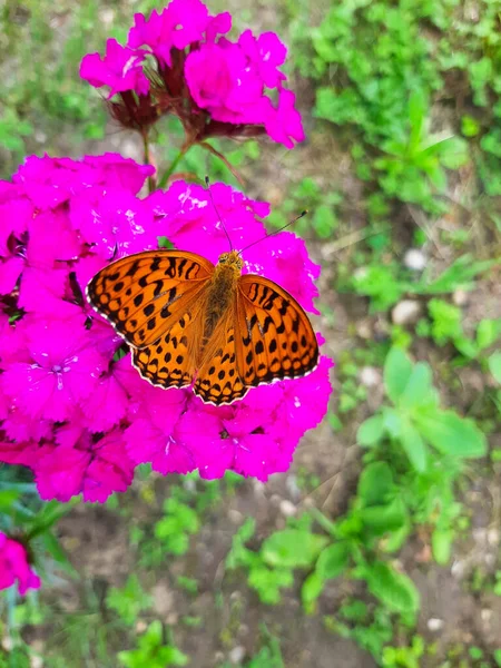 Open winged shots of a brown Great Spangled Fritillary buttergly  feeding on purple dianthus flower