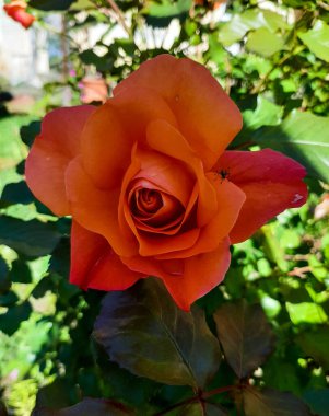 Bir portakal gülü, Sevgililer Günü için çiçekler, bir hediye, botanik bahçesinde bahar çiçekleri.