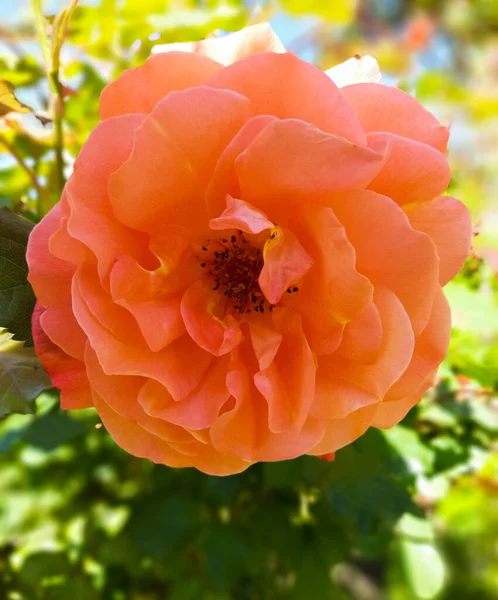 Bir portakal gülü, Sevgililer Günü için çiçekler, bir hediye, botanik bahçesinde bahar çiçekleri.