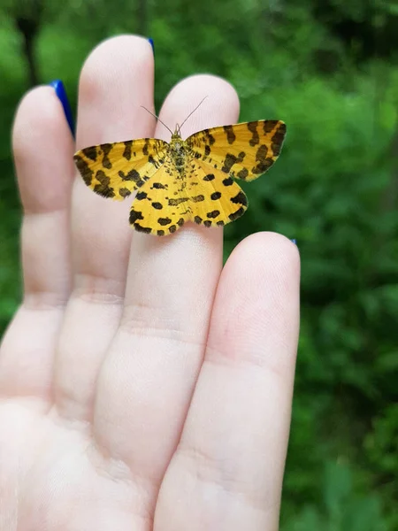 open wings of a brown painted lady butterfly (vanessa cardui or cynthia cardui) standing on the fingers of a girl with blue nails