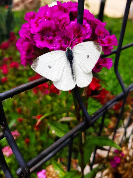 Biały Zielonych Żyłach Samiec Czerwia Pieris Napi Close Biały Motyl — Zdjęcie stockowe